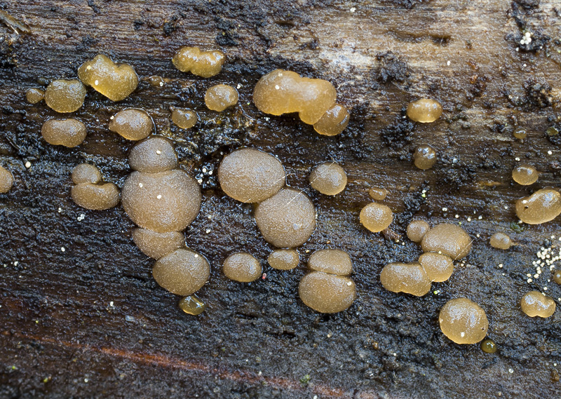 Dacrymyces stillatus